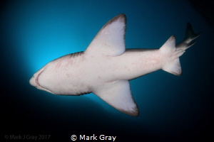 Grey Nurse Shark underbelly by Mark Gray 